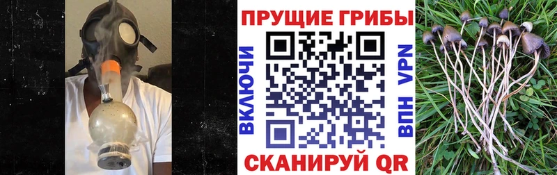 Купить  Петрозаводск  Псилоцибиновые грибы Psilocybe 